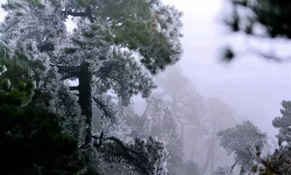 拯救机灵鸟